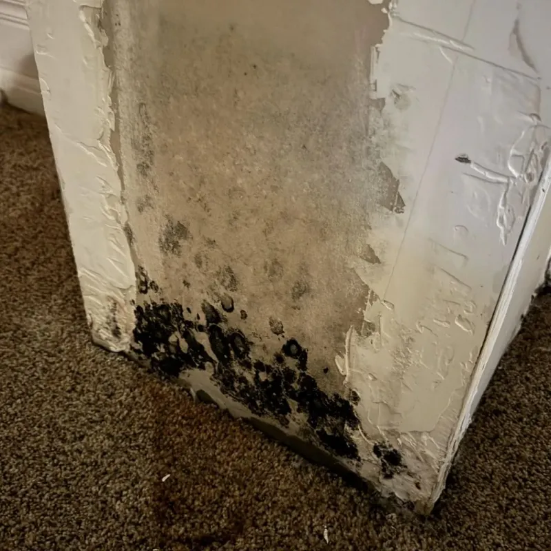 Professional Mold Removal in Homer, LA